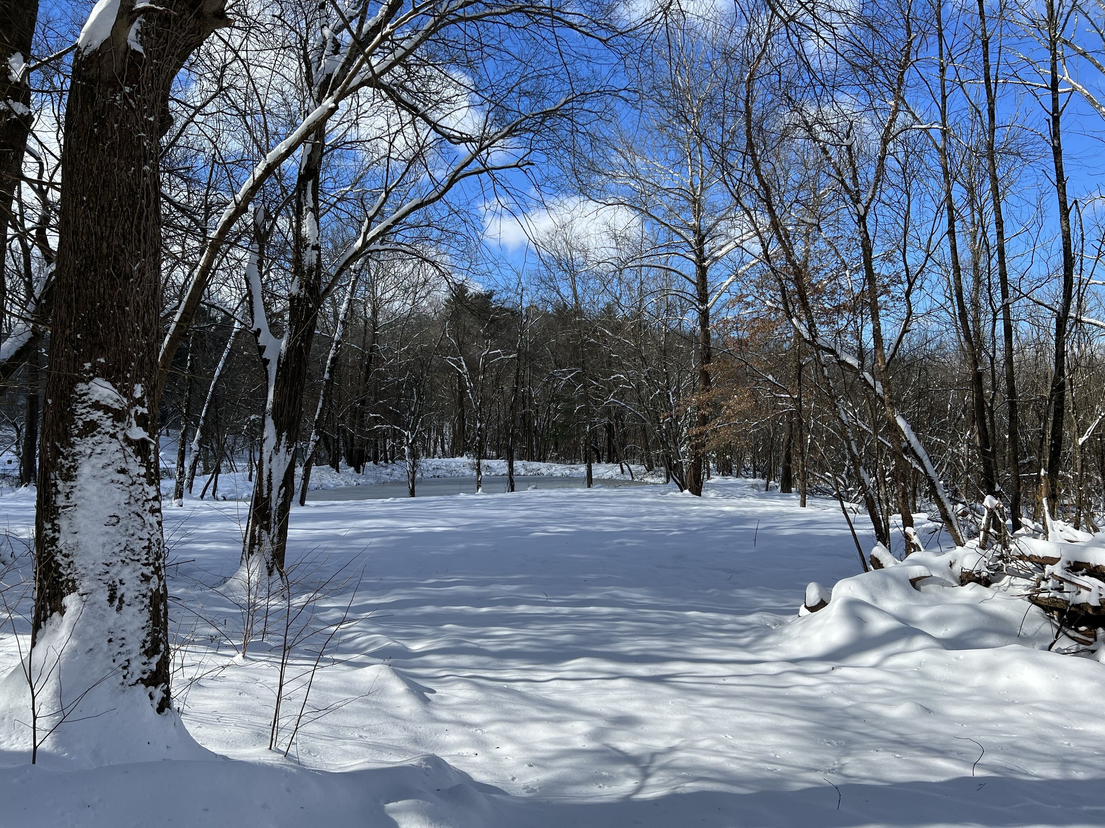 A snow-covered forest path with bare trees and a clear blue sky.