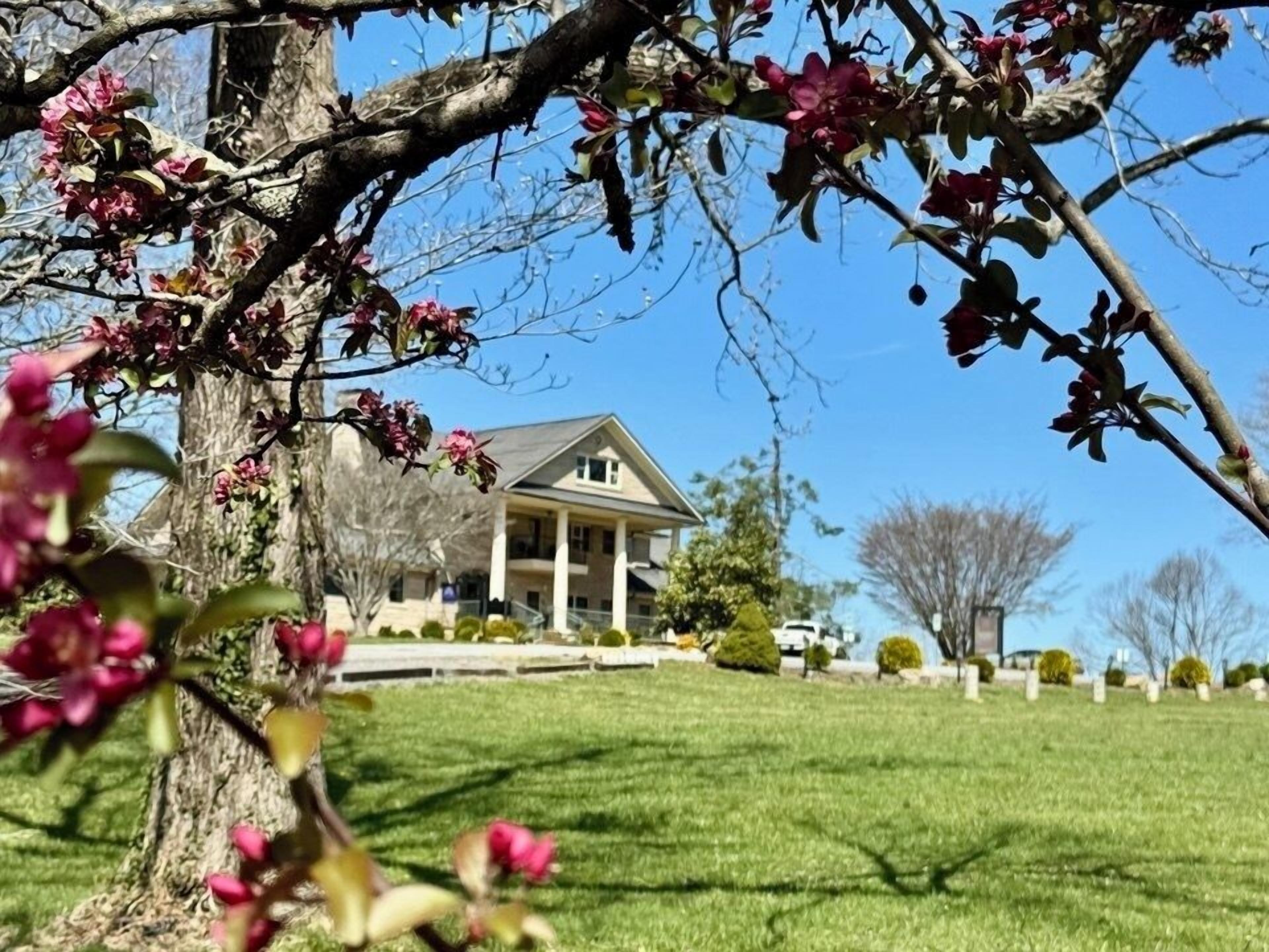 A house with a lawn and a tree with pink flowers in the foreground.