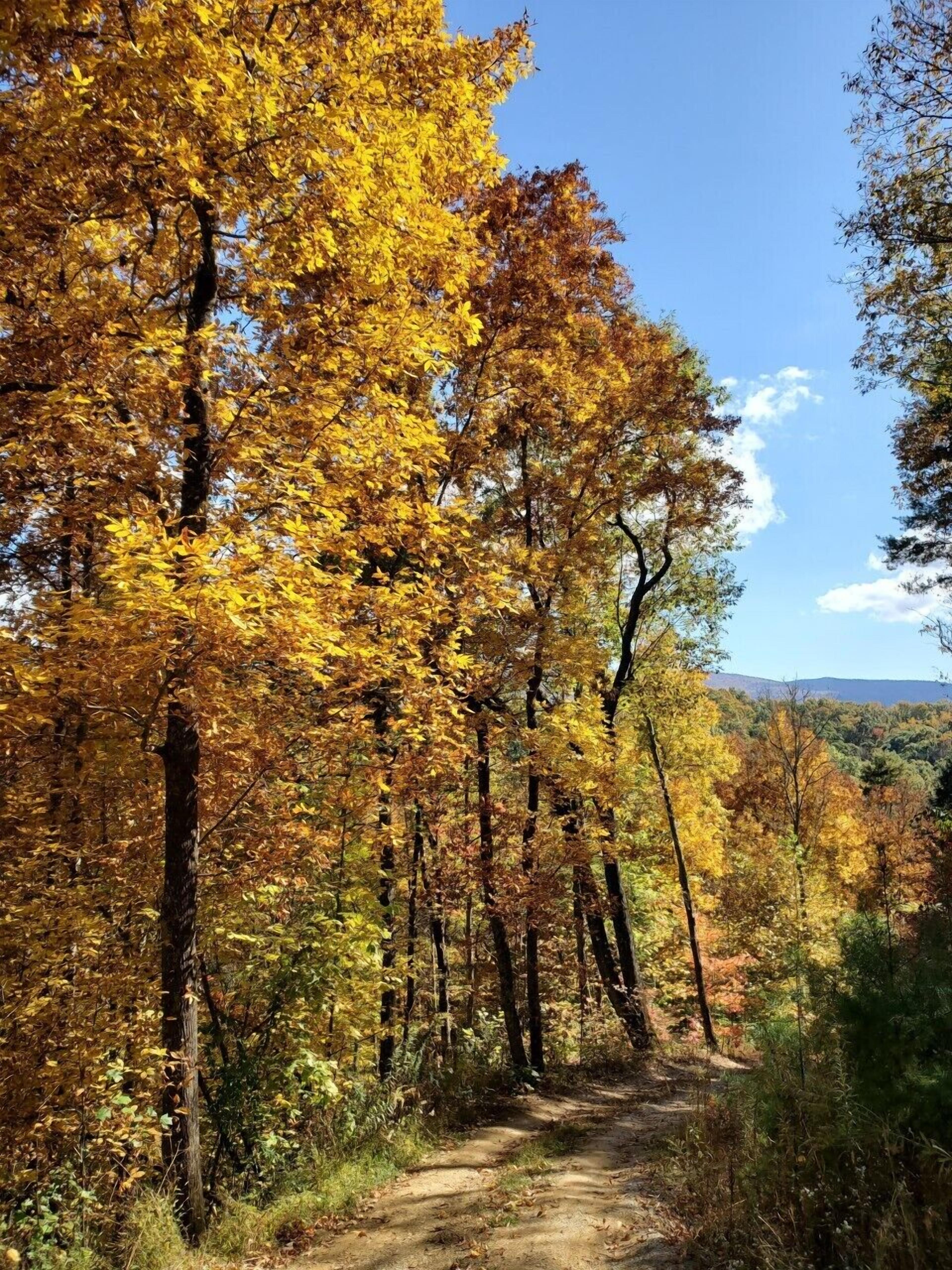 Ein Waldpfad, umgeben von Bäumen mit Herbstlaub.
