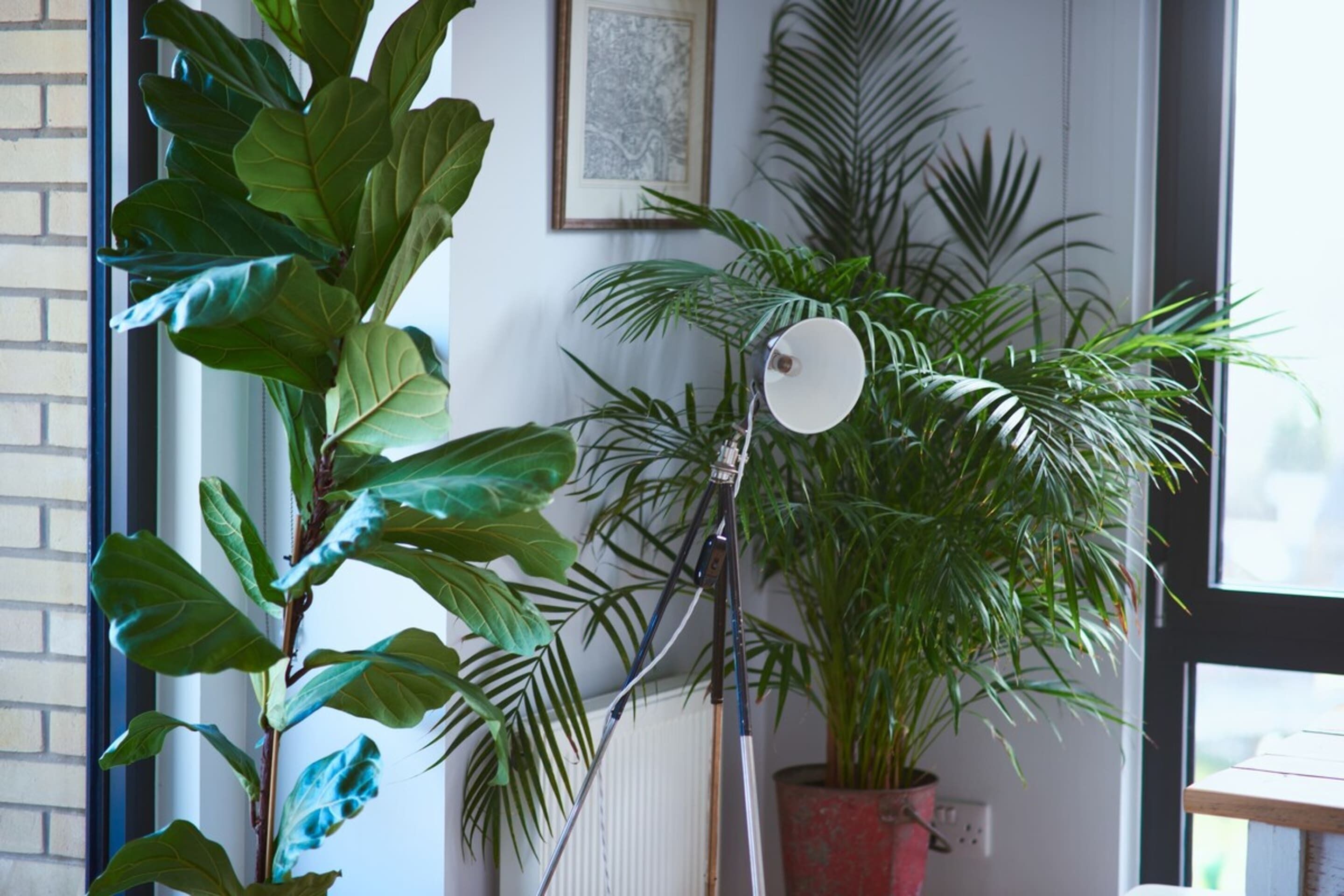 Une pièce décorée de grandes plantes vertes, d’une lampe blanche et d’un tableau encadré accroché au mur.