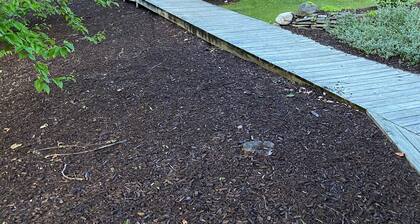 Best Location Ski/Golf Condo Shanty Creek Schuss Village