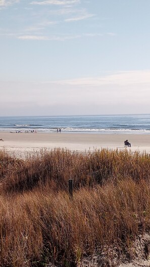 Beach nearby - Pet Friendly.  Great location, Free parking and Steps to the beach! (Sunset Beach)