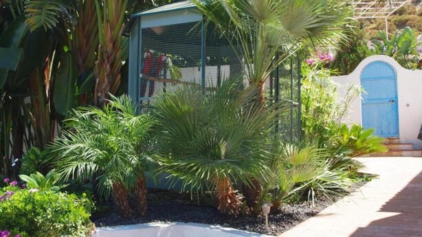 Un giardino con palme e un piccolo deposito.