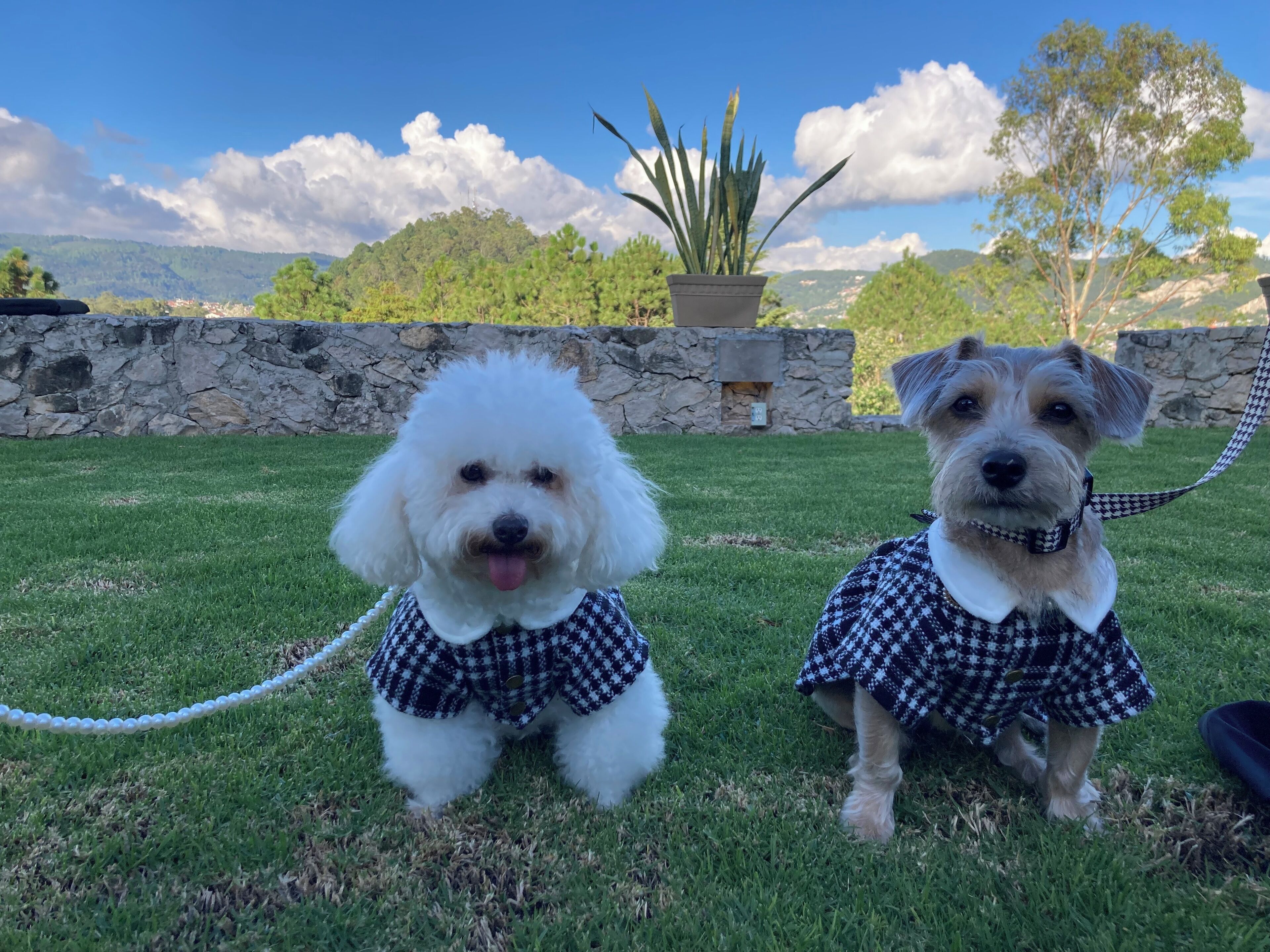 Two dogs in a grassy outdoor area with a stone wall and a potted plant in the background.