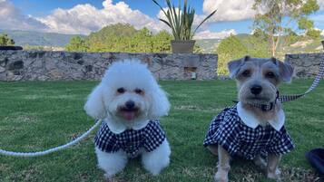 Dos perros en un espacio exterior con césped, un muro de piedra y una maceta al fondo.