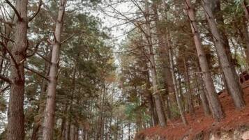 A forested area with a dirt path.