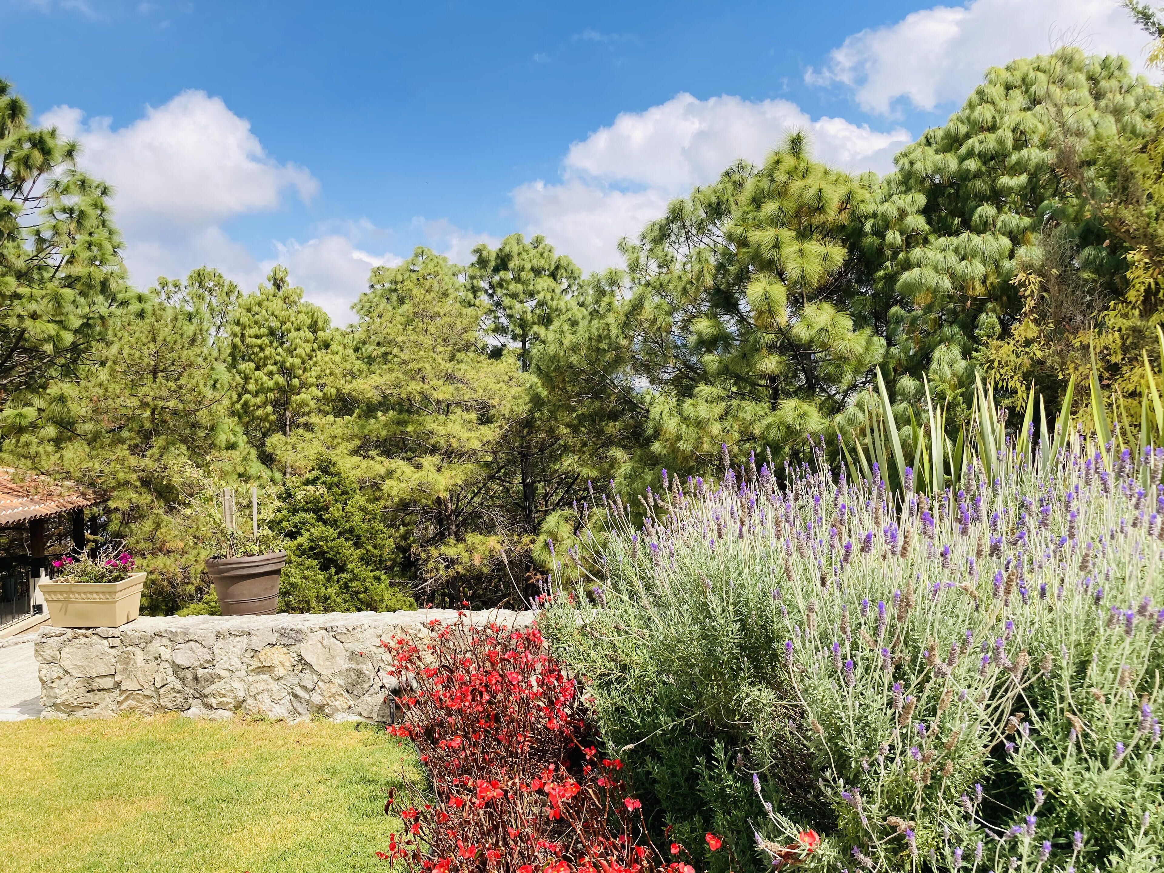 Un jardín con diversas plantas y un muro de piedra.