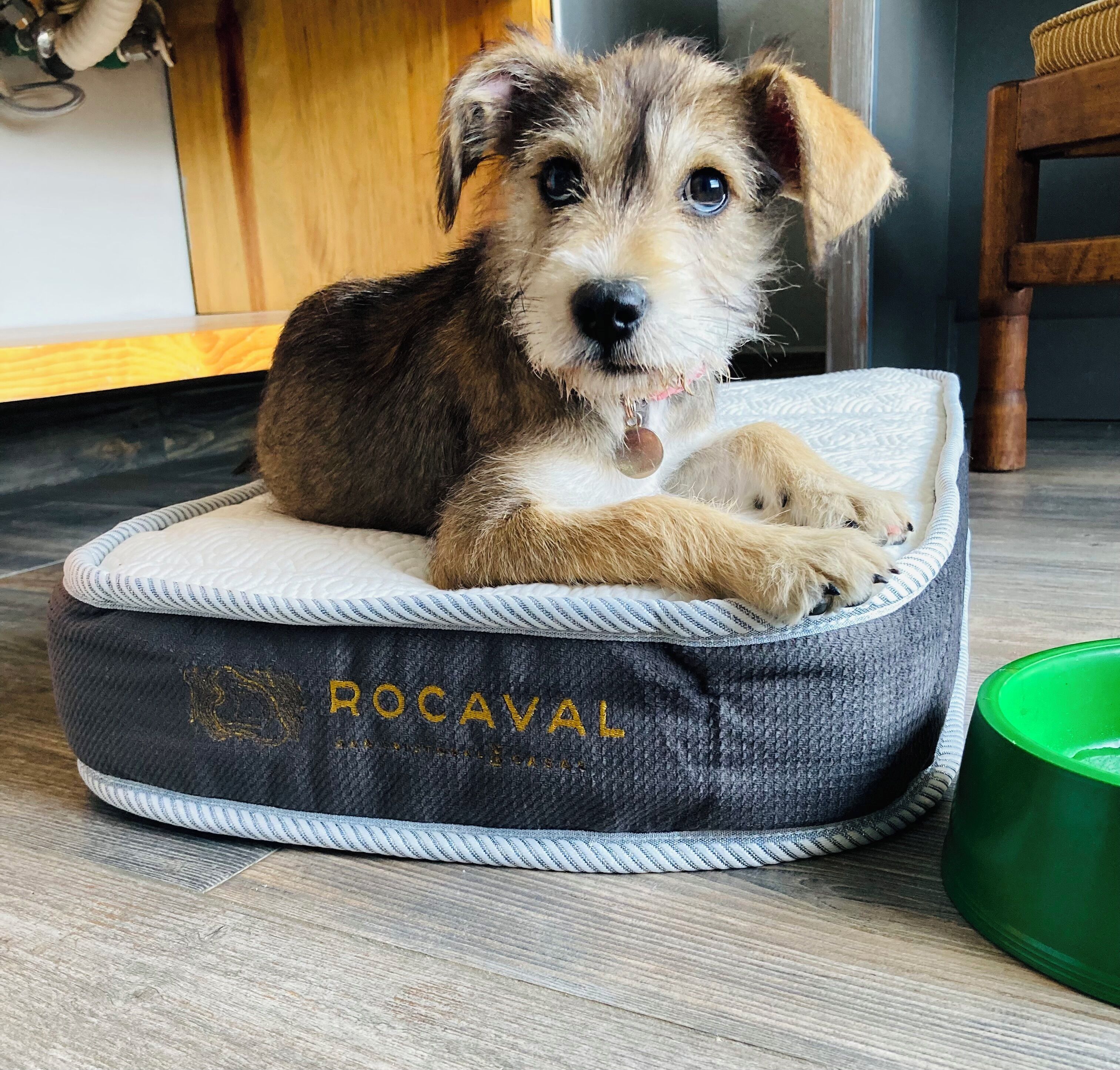 design bungalow | 1 bedroom, premium bedding, in-room safe, desk