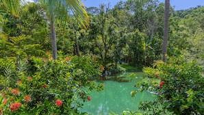 A lush tropical garden with a pond, dense foliage, and a variety of plants and trees.