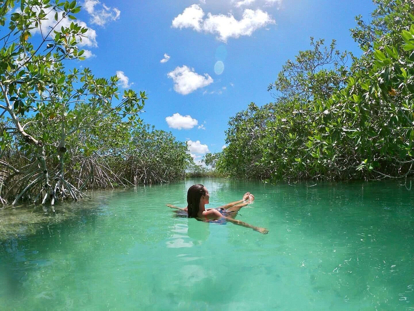 A person swimming in clear water surrounded by mangrove trees.