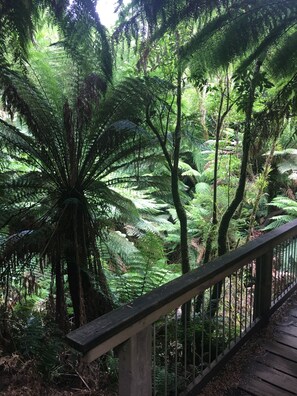Surrounded by lush forest, this deck offers a tranquil escape amidst nature.