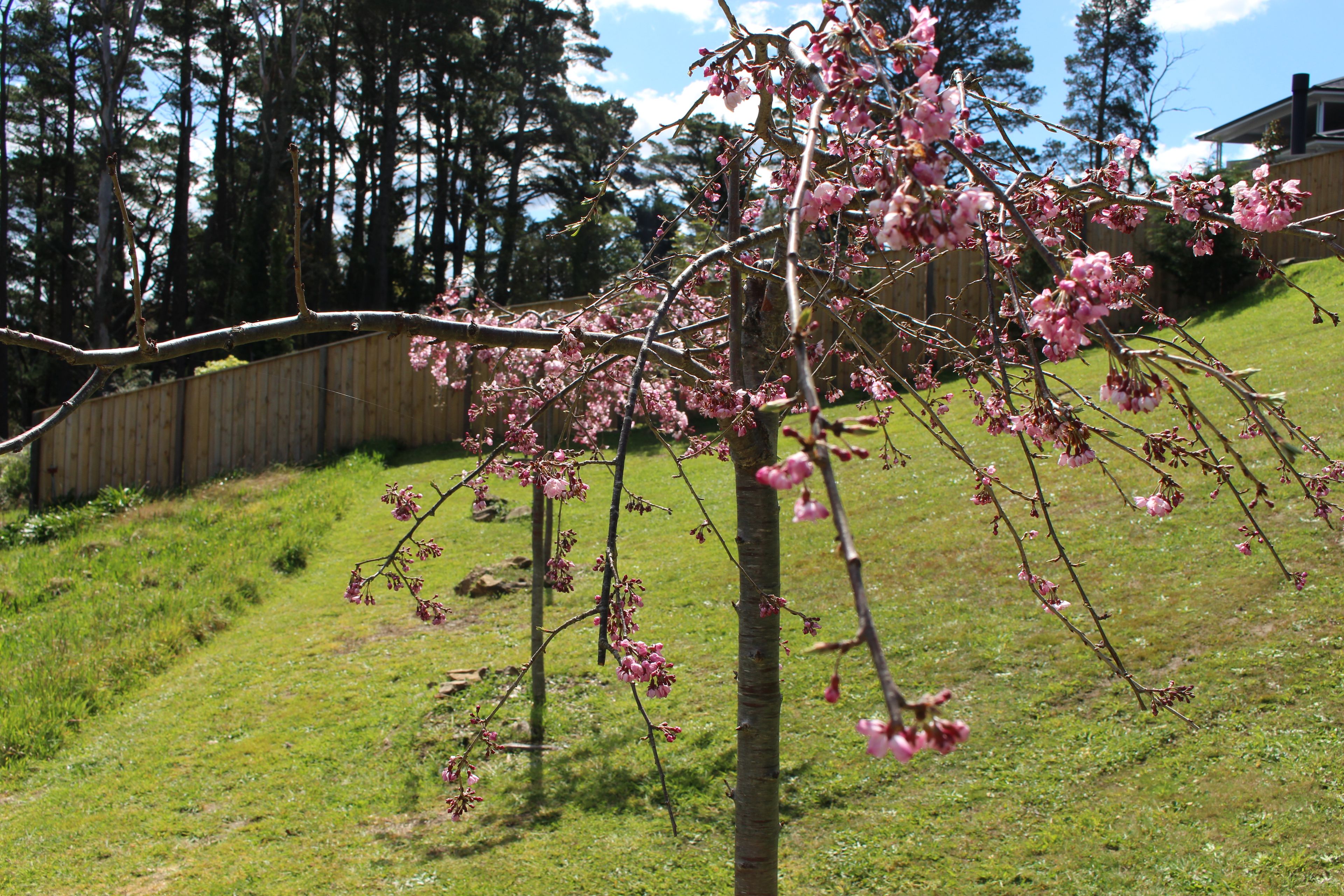 A tree with pink blossoms in a grassy area with a wooden fence and a house in the background.