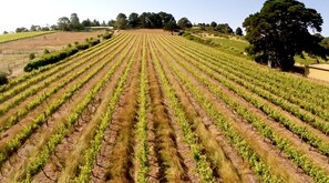 A vineyard with rows of grapevines.