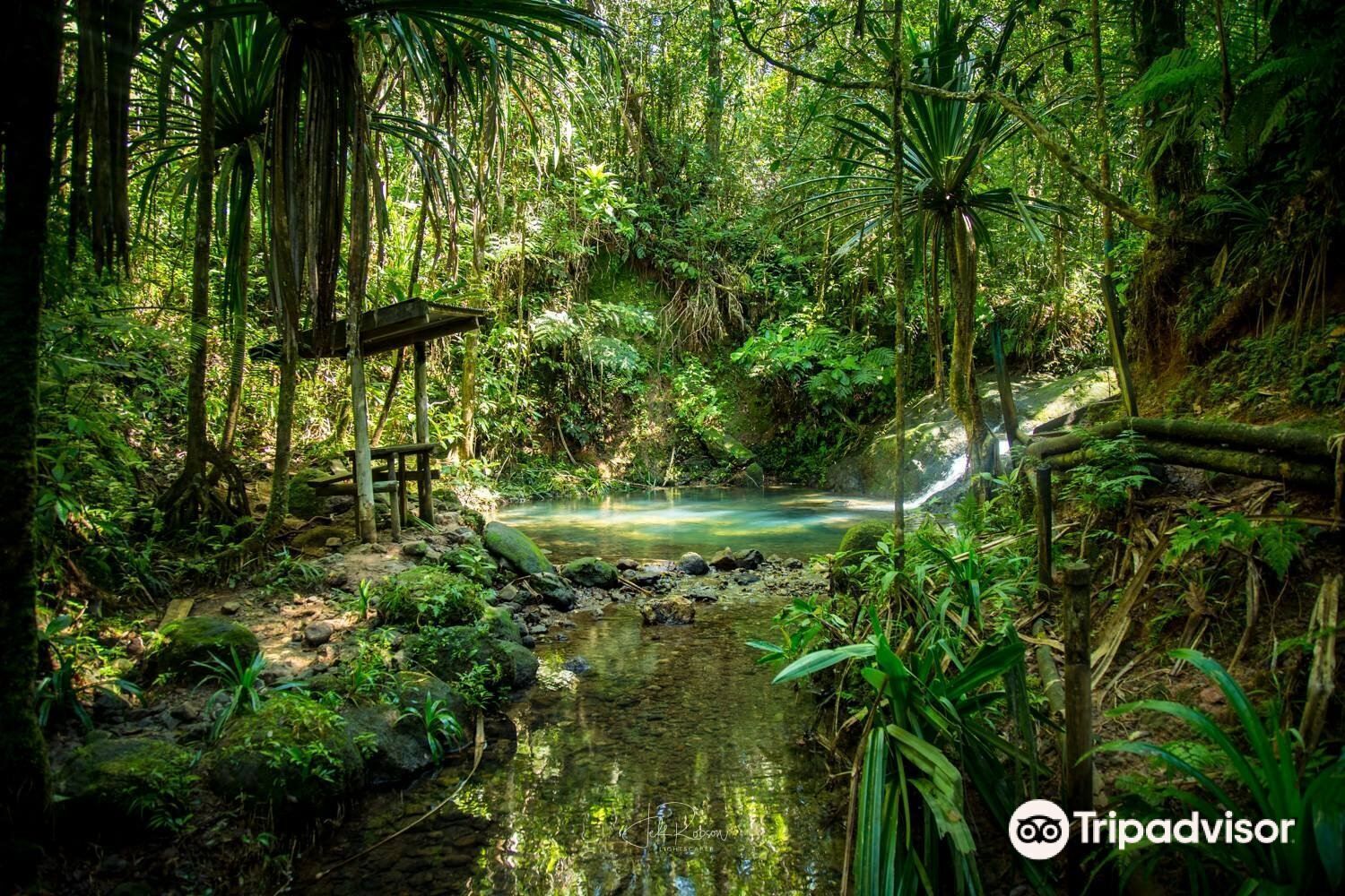 Un bosque exuberante con un riachuelo y una estructura de madera.