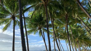 A beach with a row of palm trees and a view of the ocean. - Valle Vista Luxury Apartments (Redlynch)