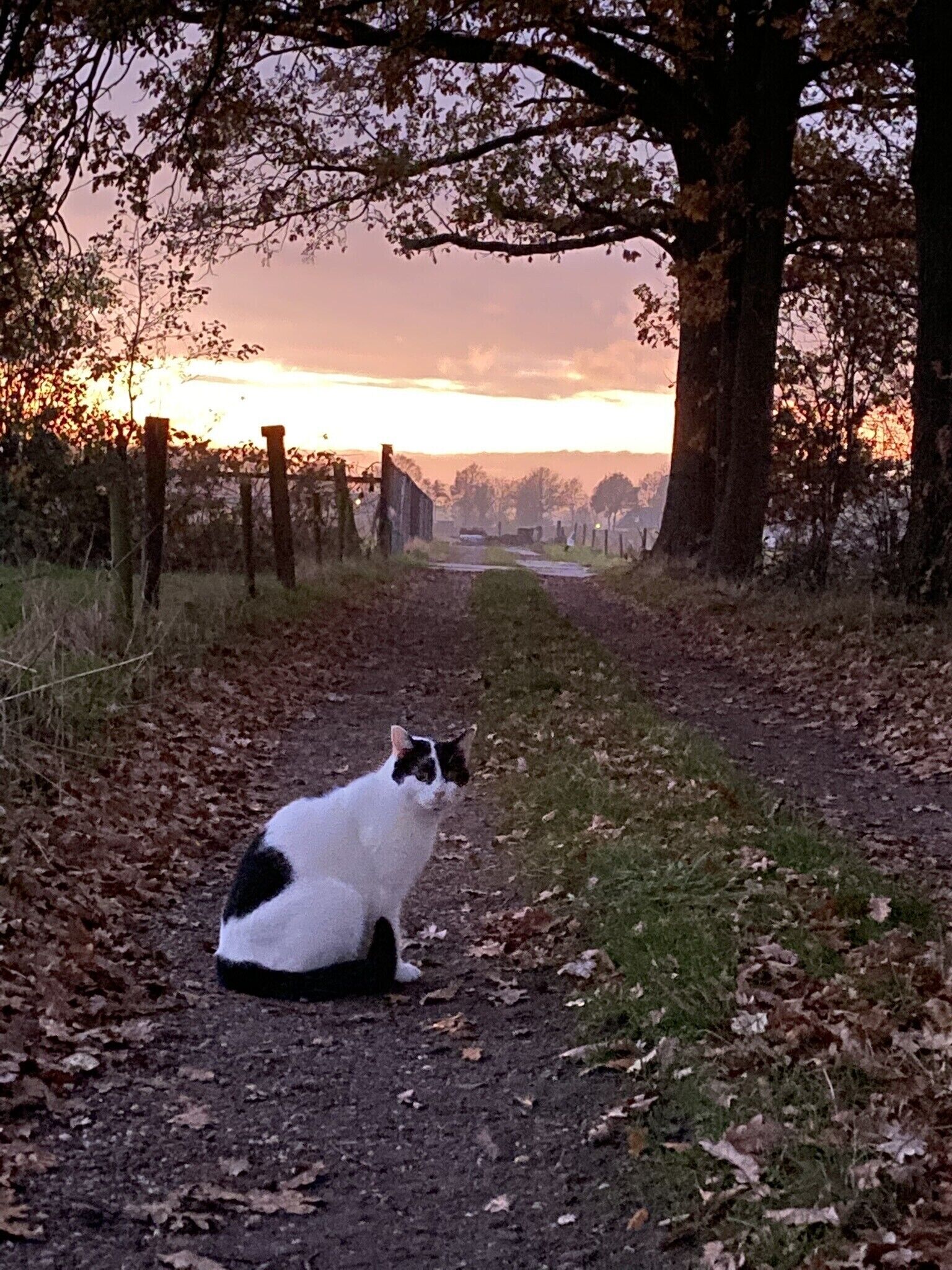 Um gato sentado sobre um caminho coberto de folhas em ambiente rural, com árvores e uma cerca ao fundo.