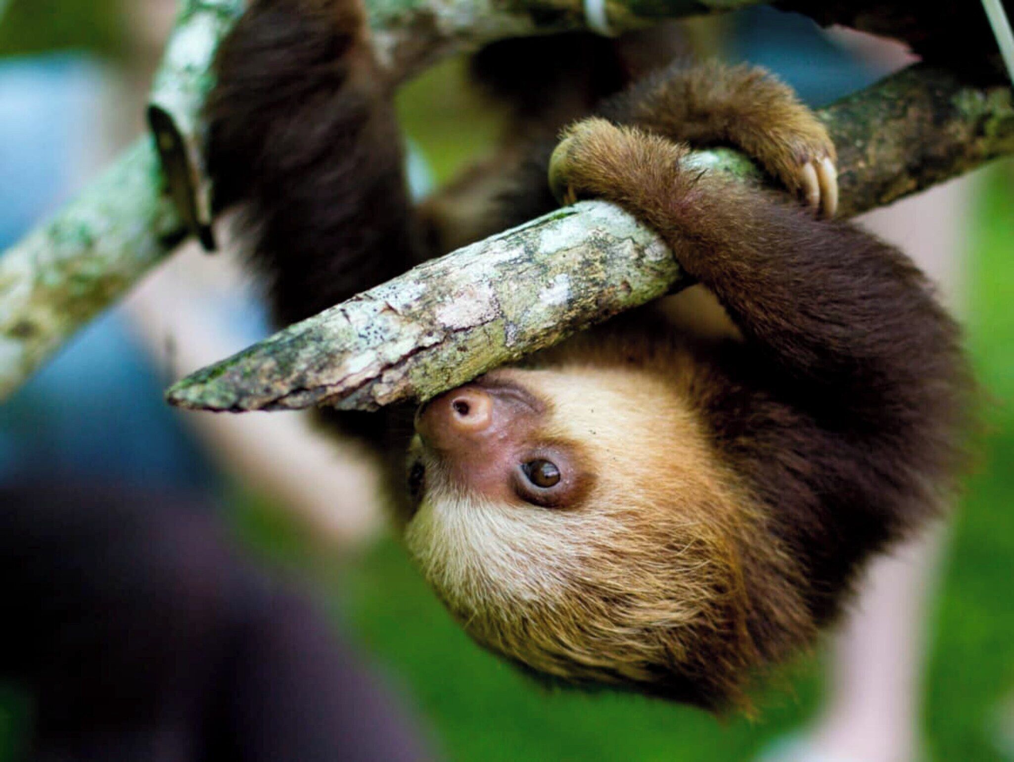 A sloth hanging from a tree branch.