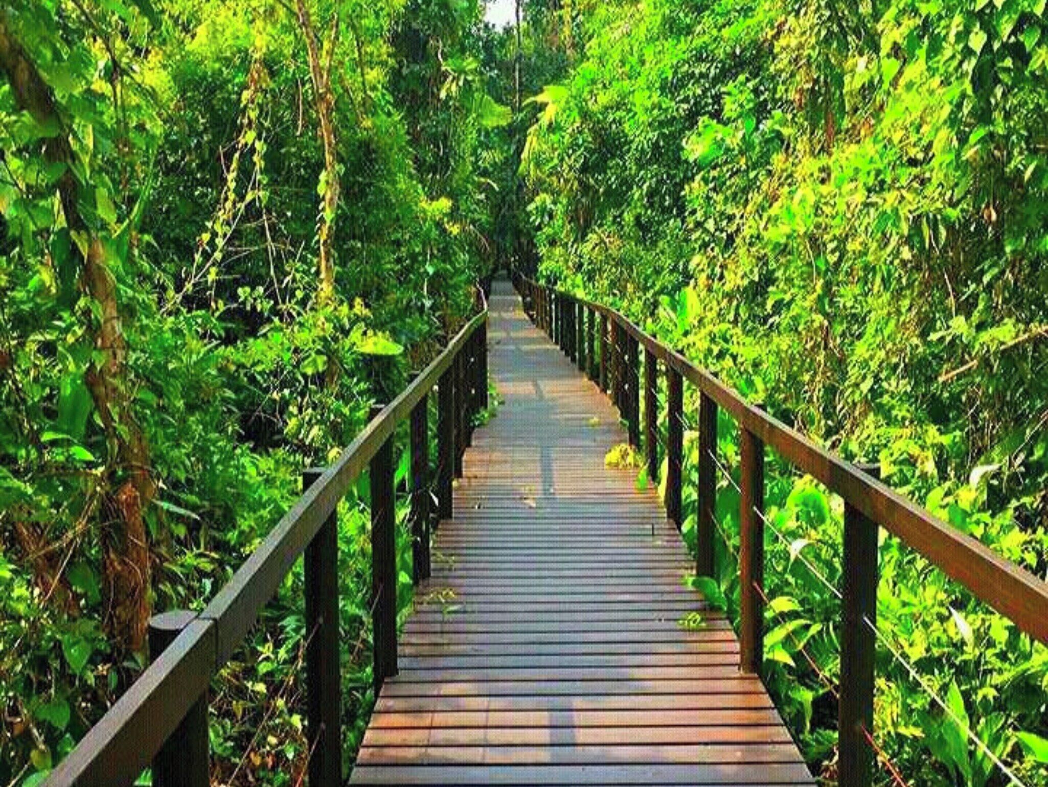 A wooden boardwalk through a dense forest.