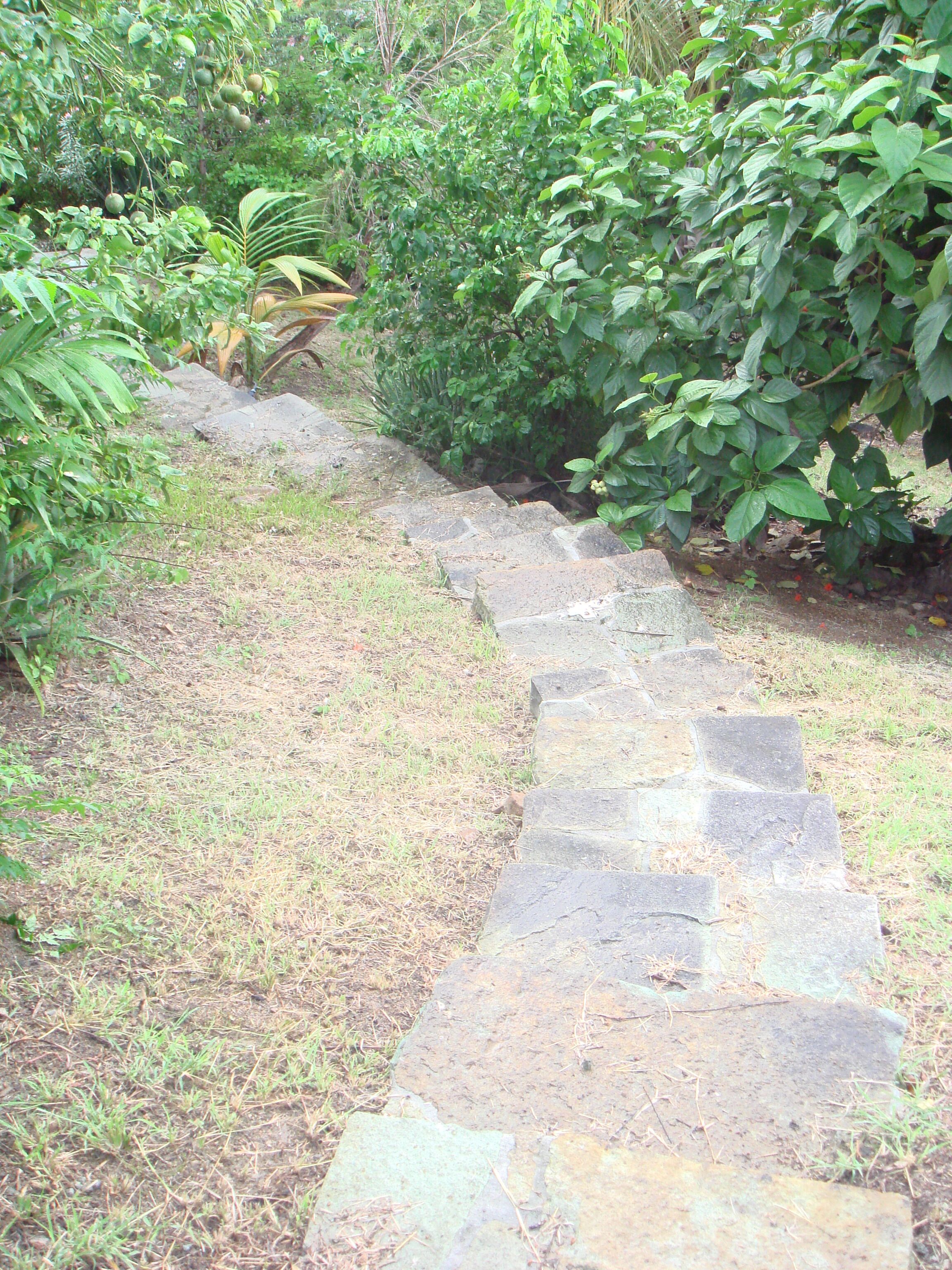 A stone pathway leading through a garden with various plants and trees.