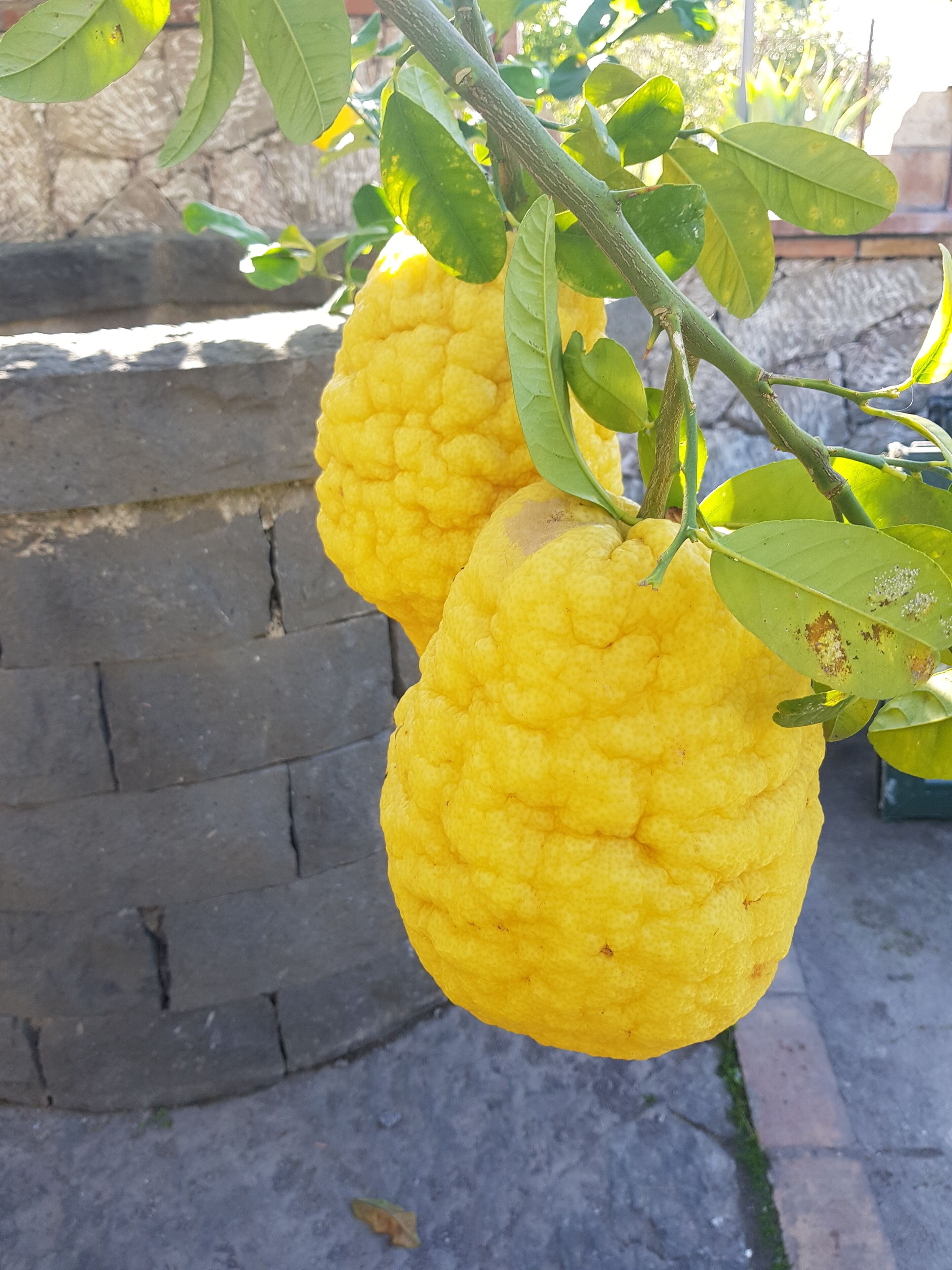 Two large, yellow fruits hanging from a branch with green leaves.