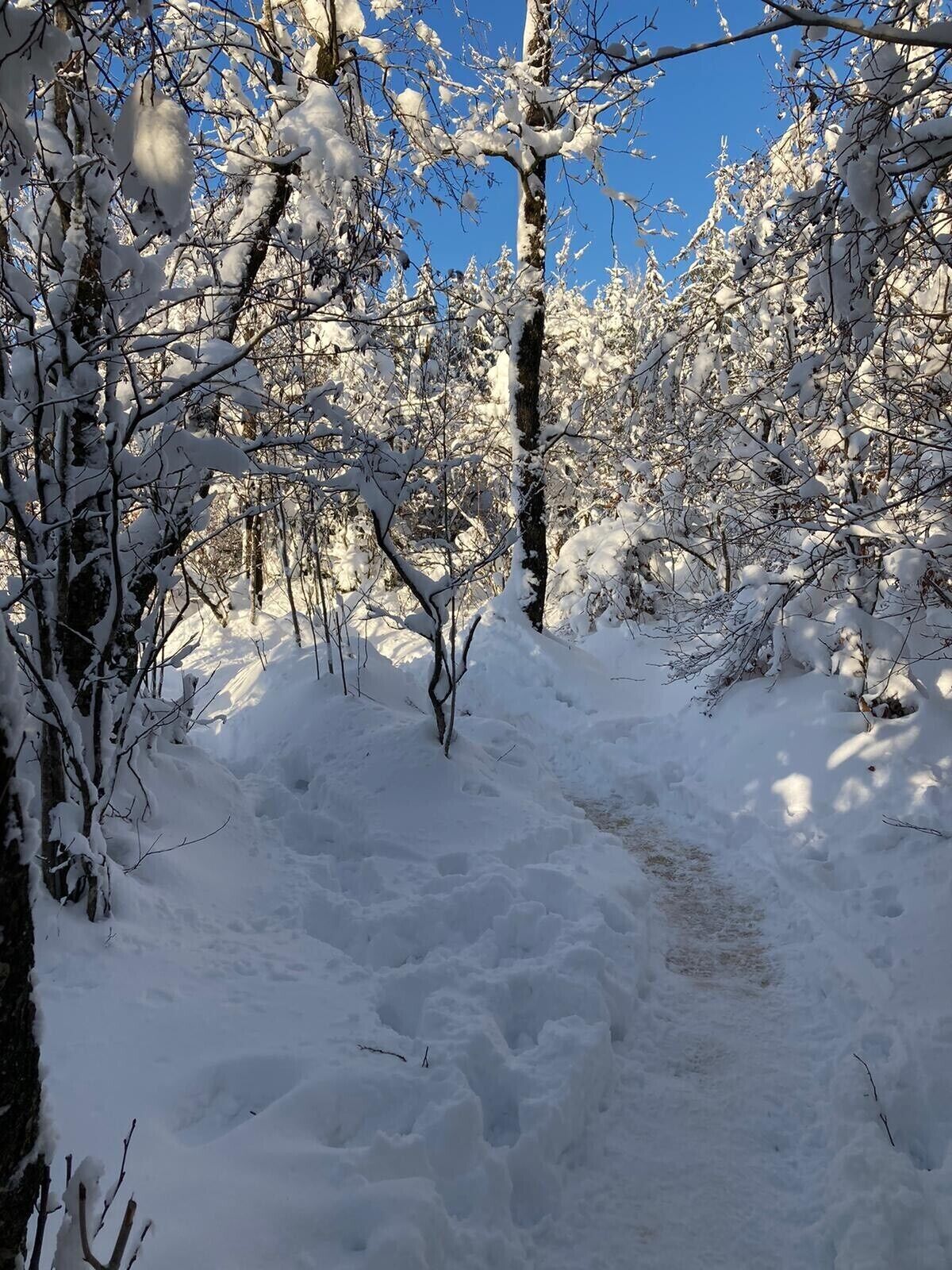 A snow-covered forest path.