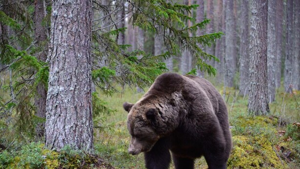 A bear walking through a forest with tall trees and green foliage. - Lentiira Holiday Village (Kuhmo)