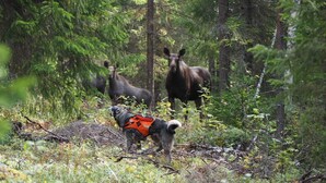 A forest with moose and a dog wearing a life jacket. - Lentiira Holiday Village (Kuhmo)