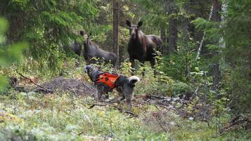 Safari photo en véhicule