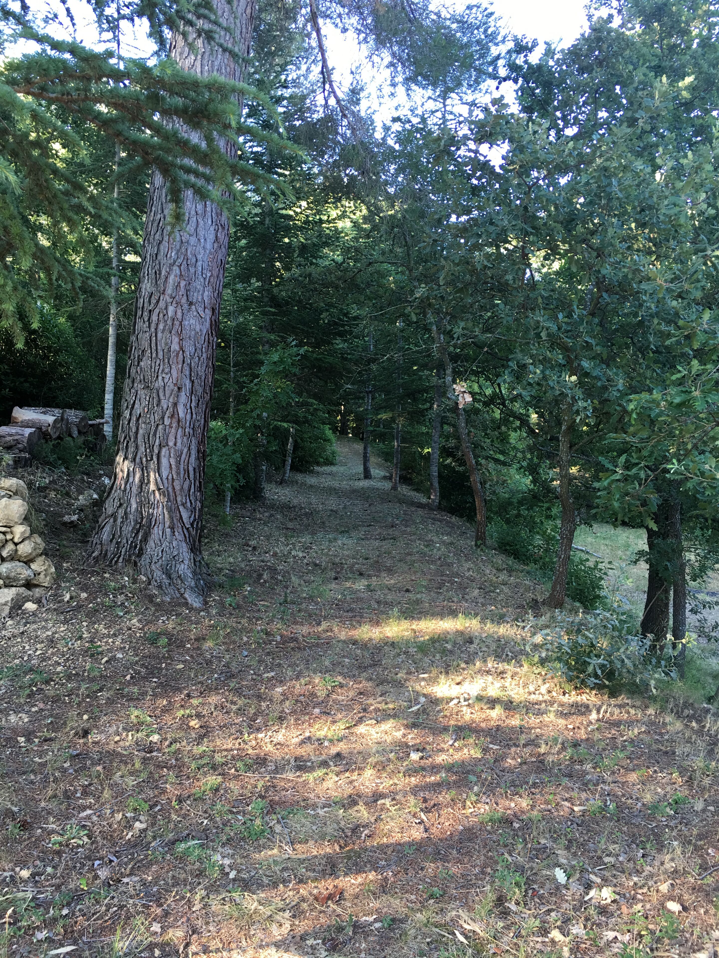 A forested area with a dirt path leading through trees.