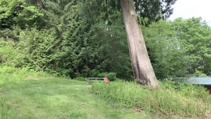 Een natuurlijk landschap met een grote boom en weelderige begroeiing.