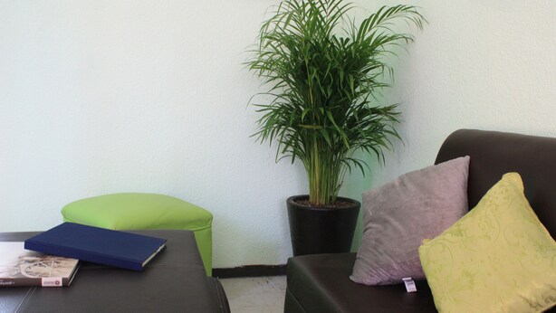 A room with a brown sofa, a green stool, a potted plant, and a blue book on the sofa. - La Casita Salesiana Aguascalientes (Aguascalientes)