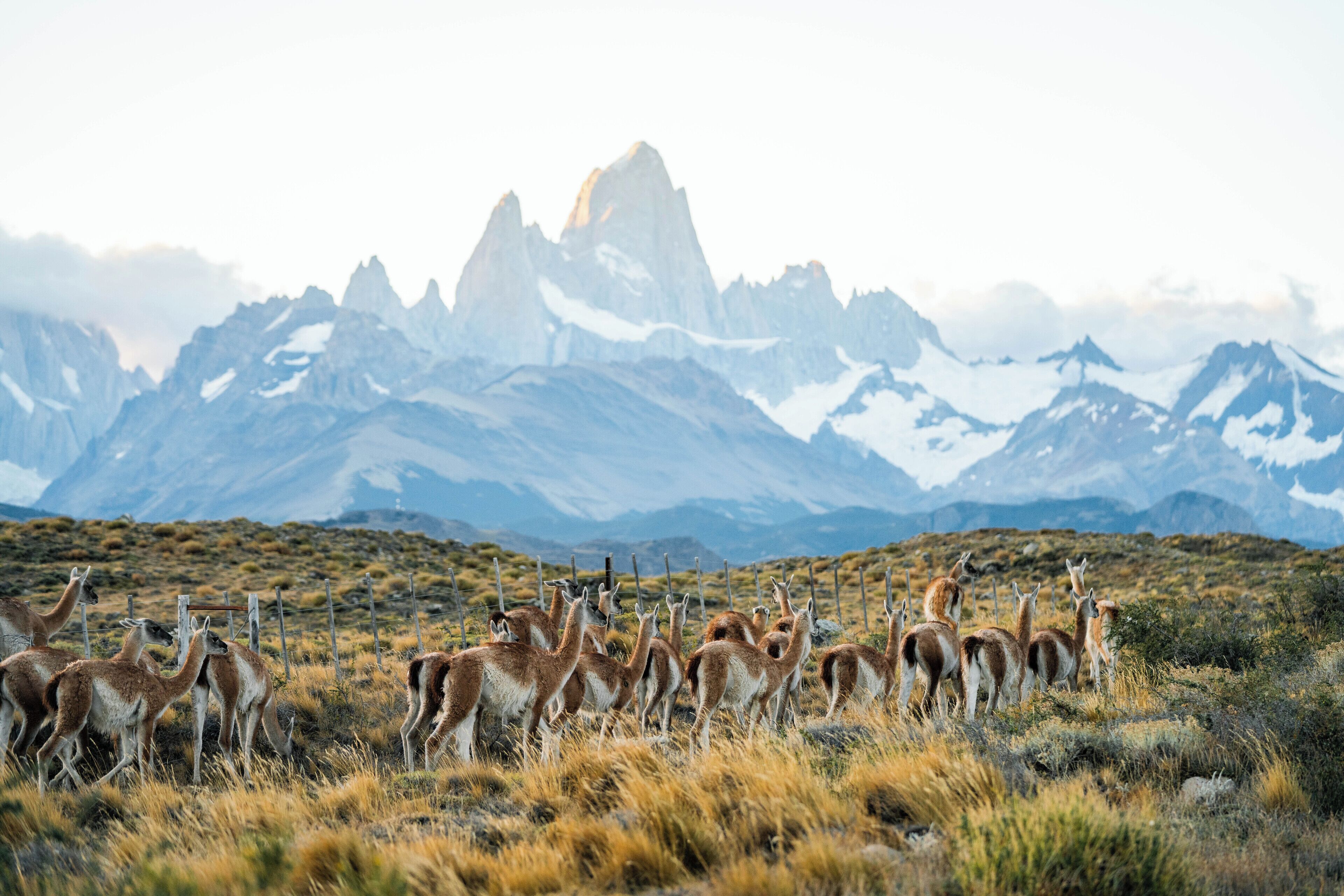 A group of animals in a natural landscape with mountains in the background.