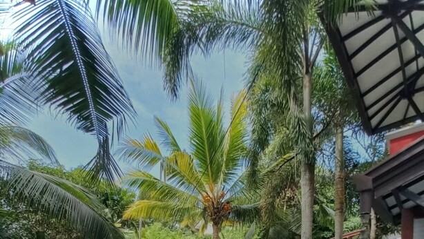 A swimming pool with lounge chairs, surrounded by palm trees and potted plants. - Luxury Villa Costanza (Hikkaduwa)