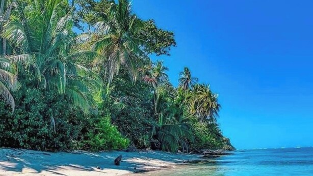 Una playa con agua cristalina, palmeras y una orilla arenosa.