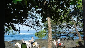 A beach scene with two white horses and riders, a tree, and the ocean in the background.