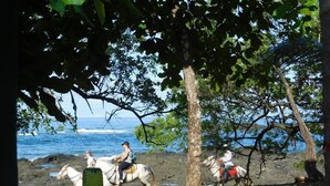 Une scène de plage où l’on voit des personnes à cheval le long du rivage, un arbre offrant de l’ombre et l’océan en arrière-plan.