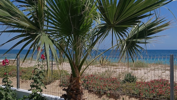 Uitzicht op de kust met een palmboom, rode bloemen en een zandstrand.