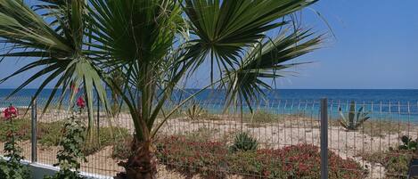 Une vue sur la côte, avec un palmier, des fleurs rouges et une plage de sable.