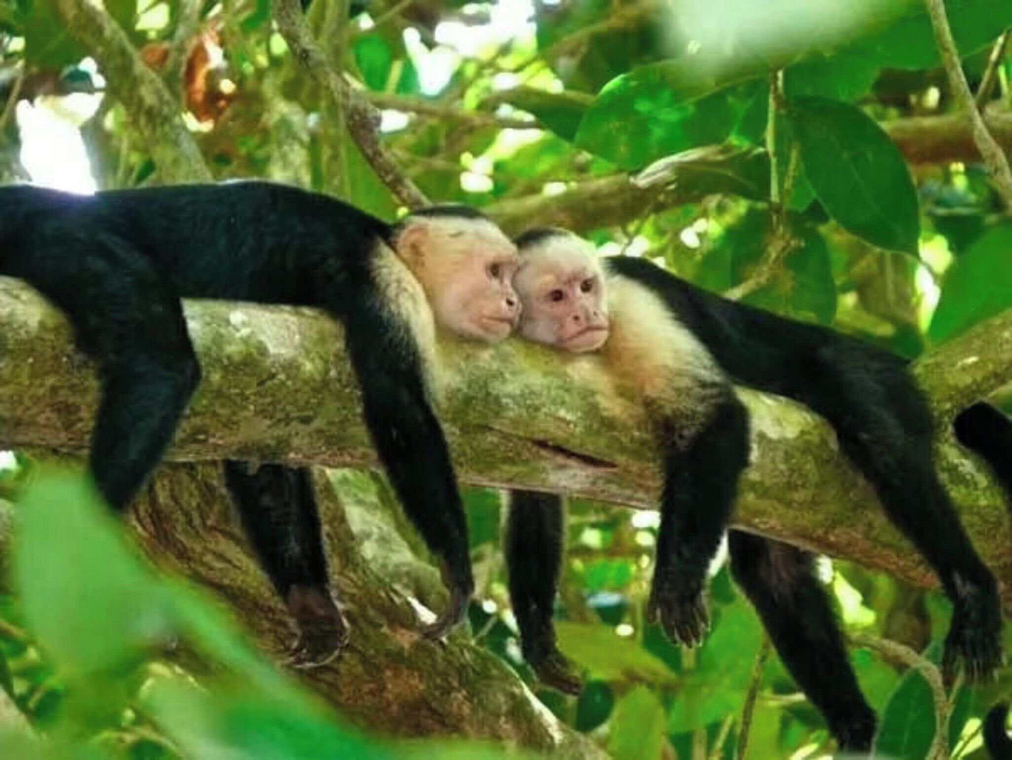 Two monkeys on a tree branch.