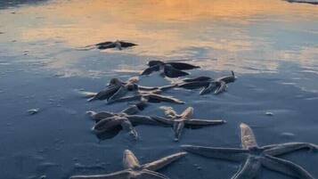 靠近海滩、沙滩椅