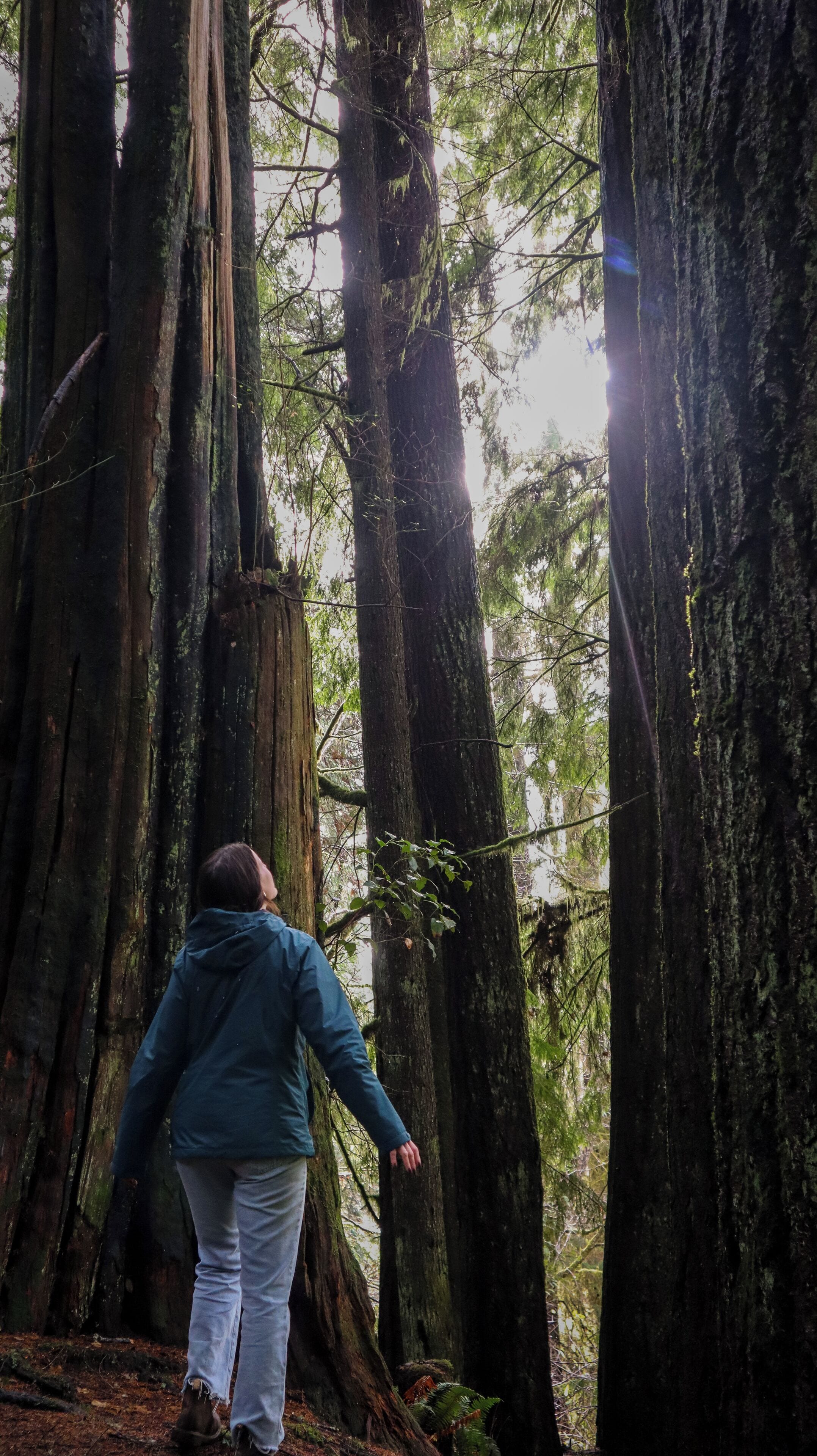 A person walking through a forest with tall trees.