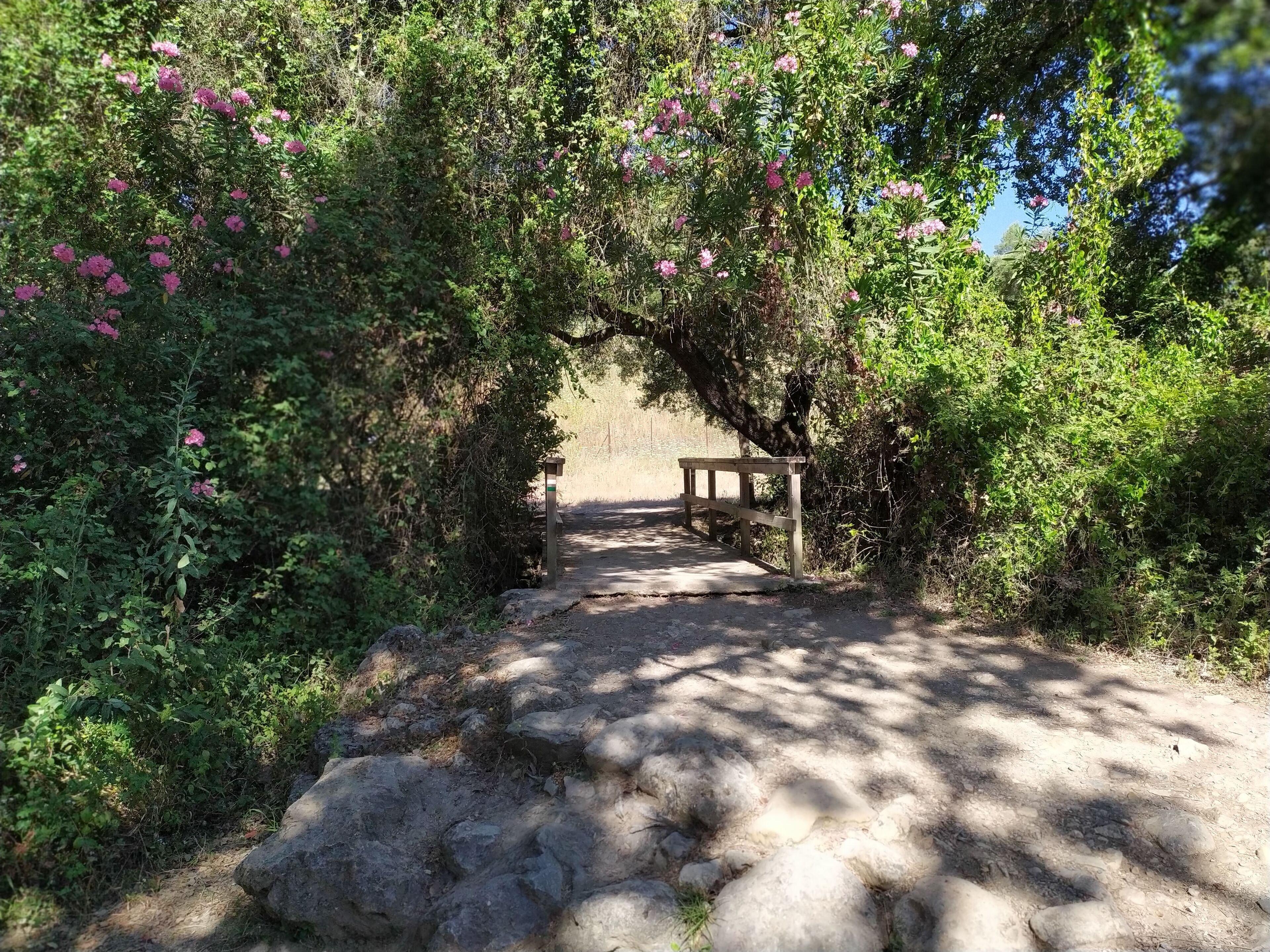 Un sendero natural con un banco bajo un árbol, rodeado de follaje y flores densos.