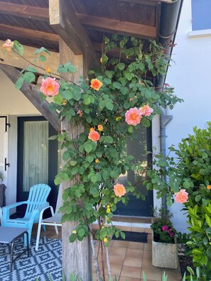 A wooden pergola with climbing roses, a blue chair, and a potted plant on a patio.