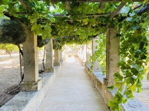 Property grounds - Es Tarongers de Bunyola, Tramuntana mountain range (Bunyola)