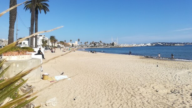 Una playa con palmeras, una orilla arenosa y un cielo azul despejado.