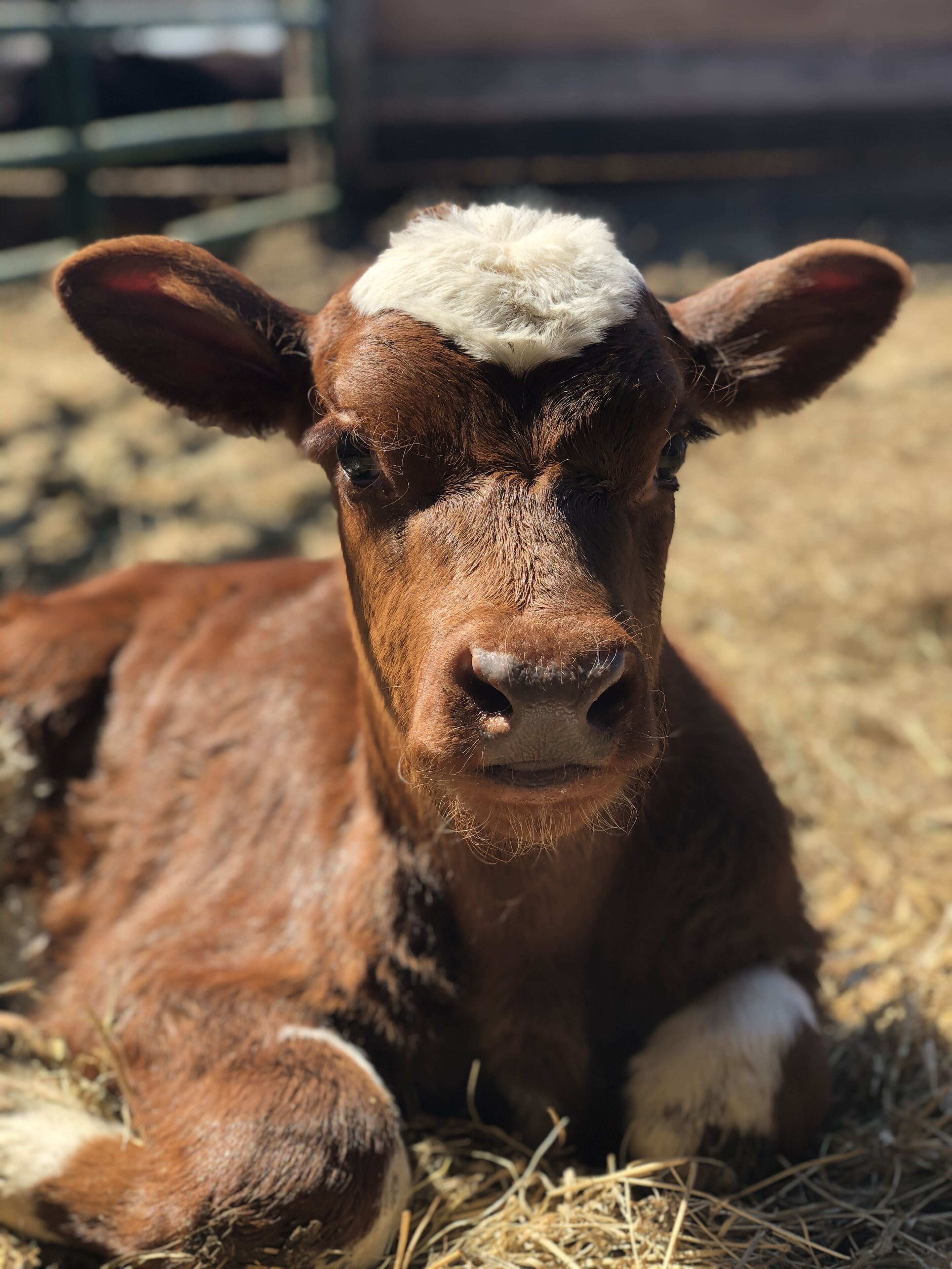 Una vaca estirada sobre palla.