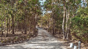 A pathway lined with trees and rocks, leading into a forested area.