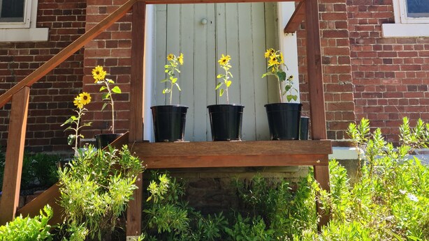Un edificio de ladrillo con una entrada arqueada blanca, una escalera de madera y girasoles en macetas.