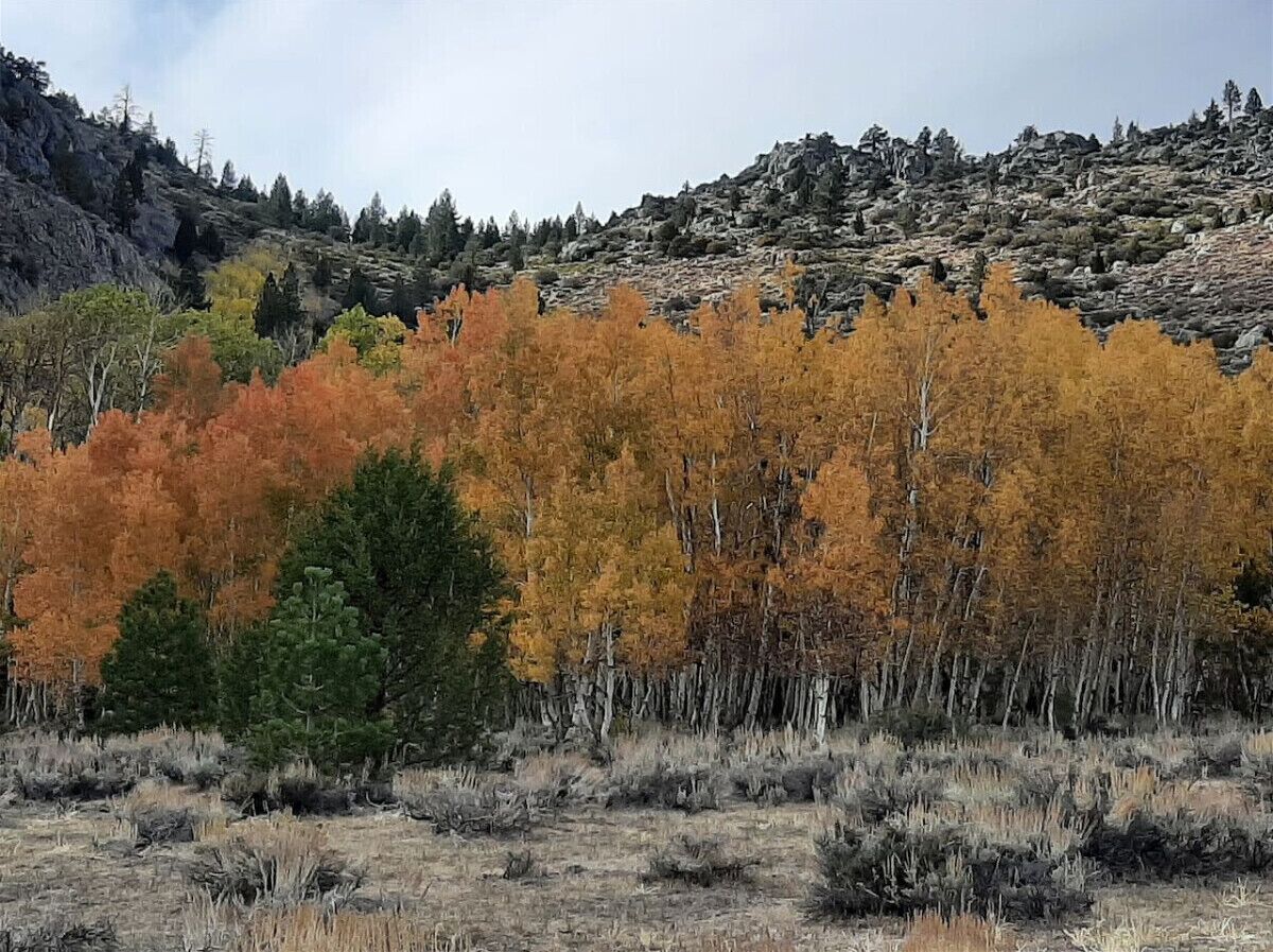 Un paisaje montañoso con árboles de colores otoñales y una ladera rocosa.