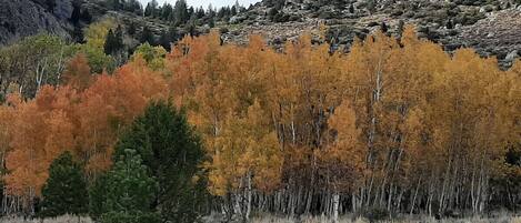 Un paisaje montañoso con árboles de colores otoñales y una ladera rocosa.
